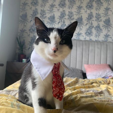 Wake Up With 2 Cats On Your Face Δουβλίνο Εξωτερικό φωτογραφία