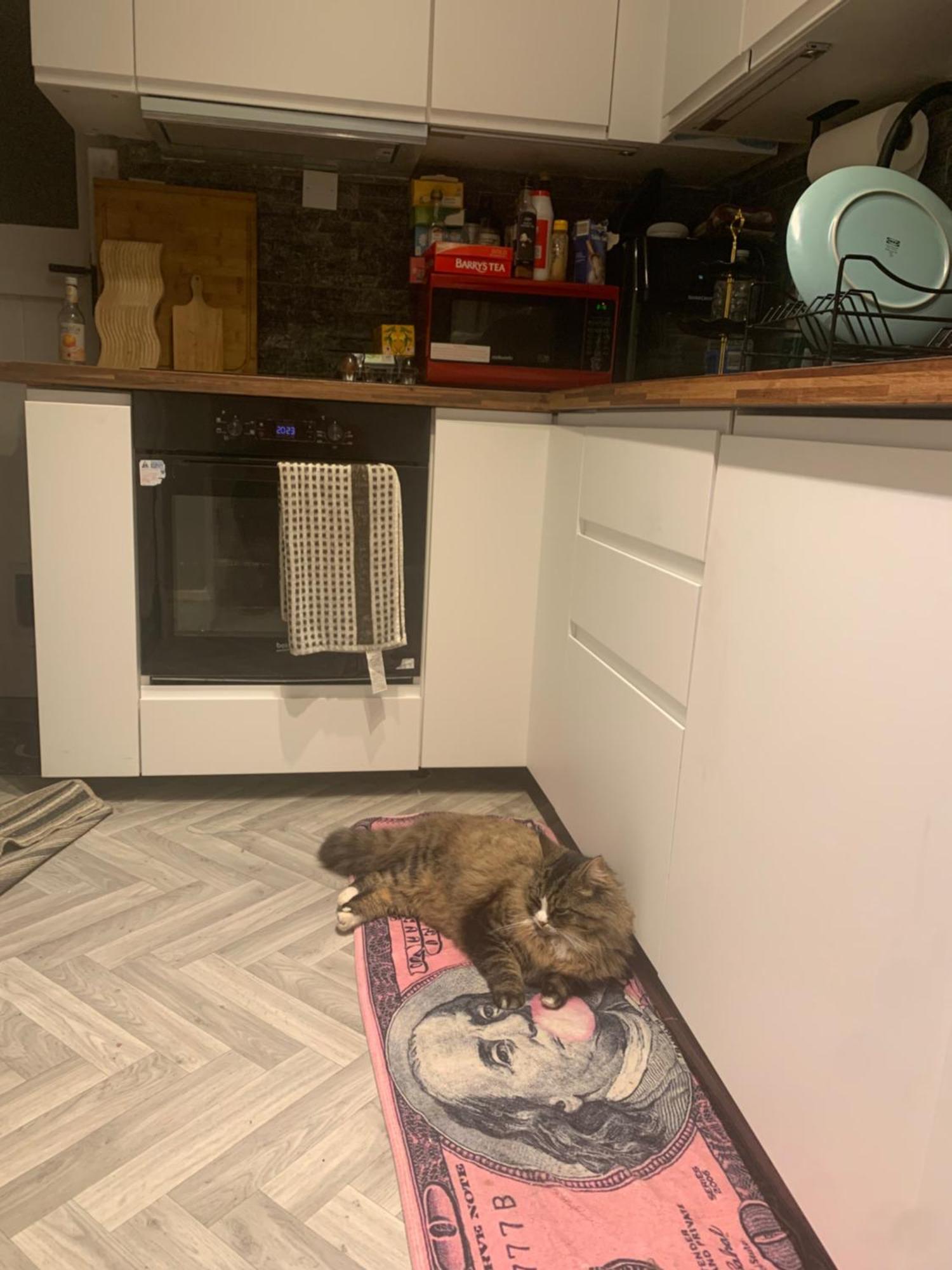 Wake Up With 2 Cats On Your Face Δουβλίνο Εξωτερικό φωτογραφία