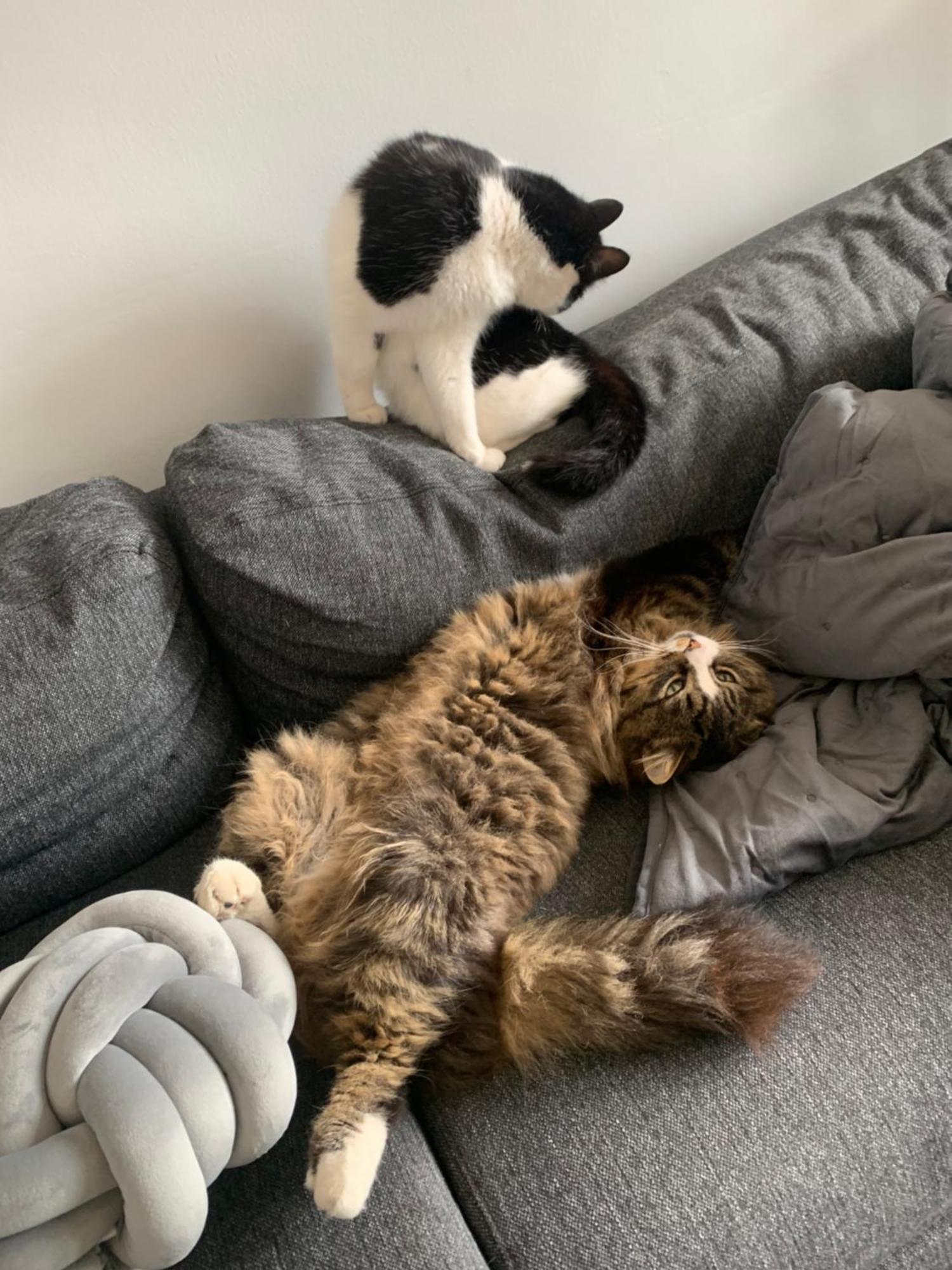 Wake Up With 2 Cats On Your Face Δουβλίνο Εξωτερικό φωτογραφία