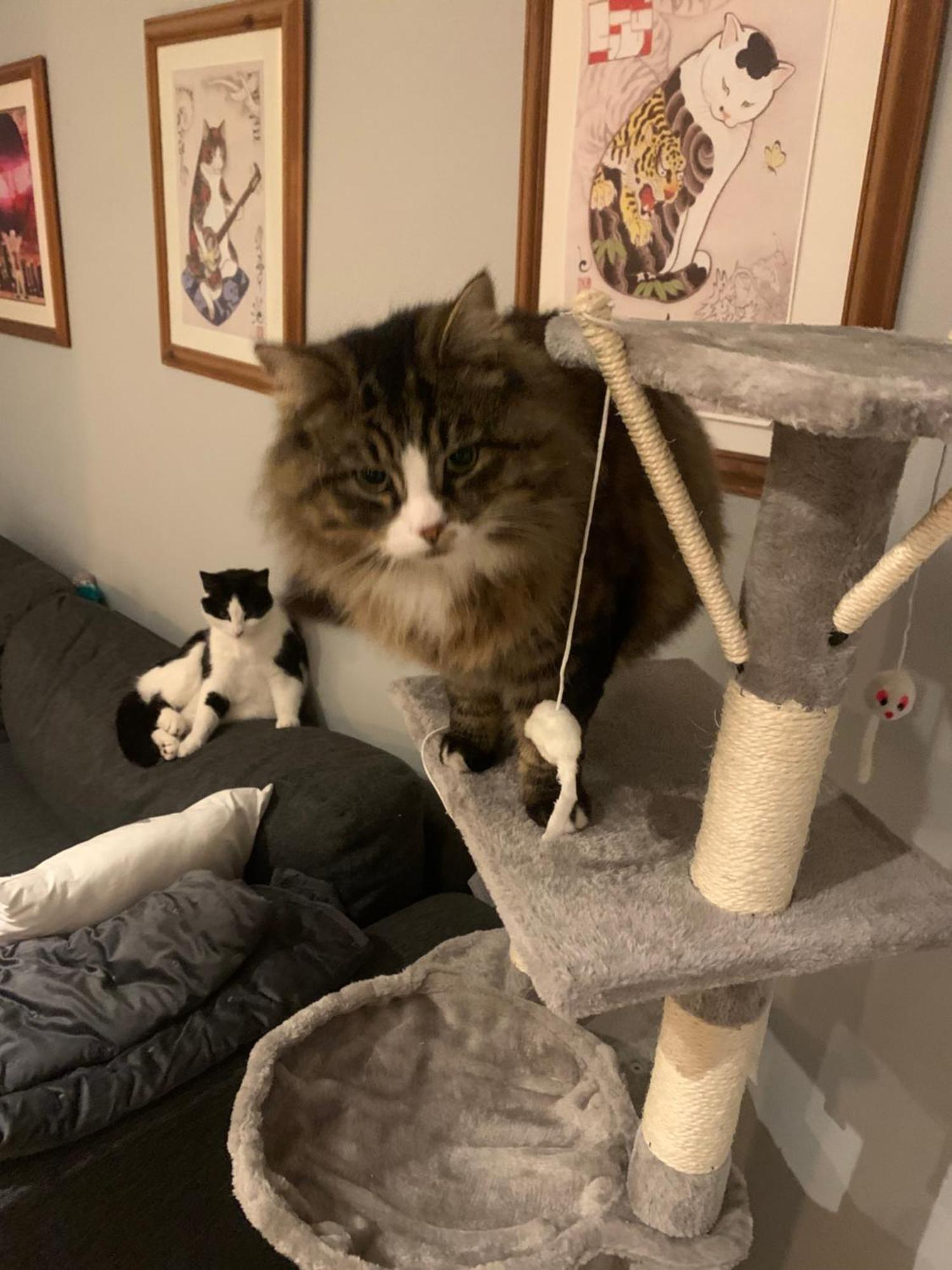 Wake Up With 2 Cats On Your Face Δουβλίνο Εξωτερικό φωτογραφία