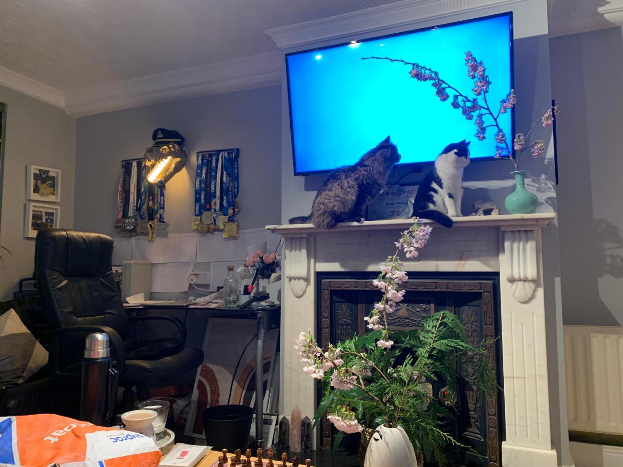 Wake Up With 2 Cats On Your Face Δουβλίνο Εξωτερικό φωτογραφία